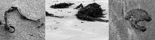 010305plagewhite_copie_1 010305plagewhite_copie_1