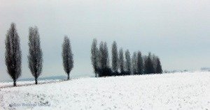 040205negie_copie_1 040205negie_copie_1