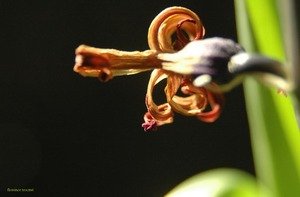 061205_aichinger 061205_aichinger