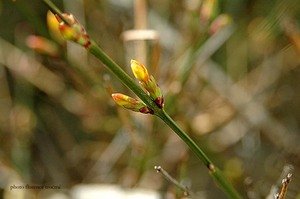 080205bourgeonjasminbonnefoy_copie 080205bourgeonjasminbonnefoy_copie
