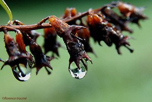 080305almanach_copie