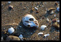 09_venaille 09_venaille