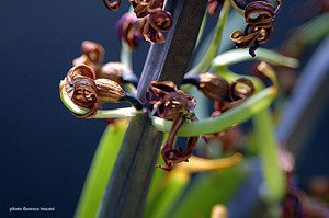 250105jacinthelallaromano_copie