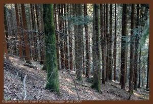 31_maximine_1 31_maximine_1