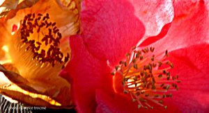 Camelias_copie Camelias_copie
