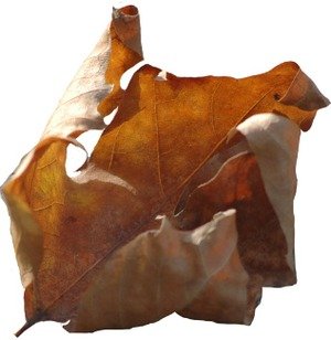 Feuille_morte_dtoure_petite_1_1