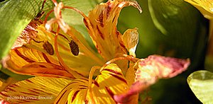 Fleur_char_janvier_05_copie