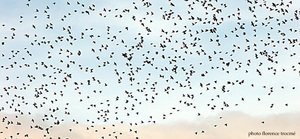 Oiseaux_janvier_05_blog_copie